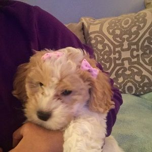 Meet your Posher, Daisy